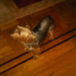 Meet your Posher, Peter